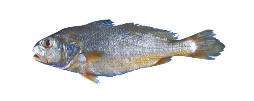 Fish 1